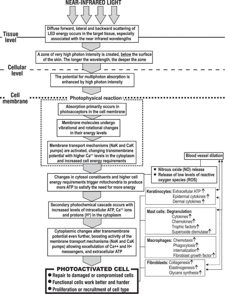 Schematic illustration of the processes involved in irradiation of skin with near-infrared light (left column) and a summation of the target cells and their specific photoreactions (boxes on the right). Note the action, interaction/cross-talk between cells and their activities (arrows) [Kim and Calderhead, Ref 13].