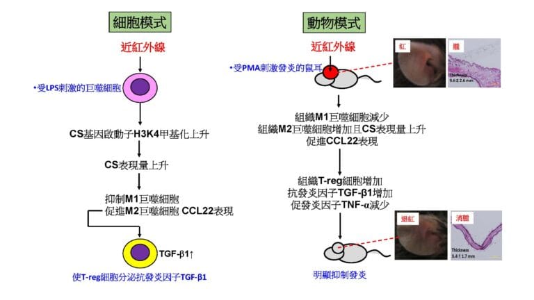 近紅外線照射可以抑制皮膚發炎