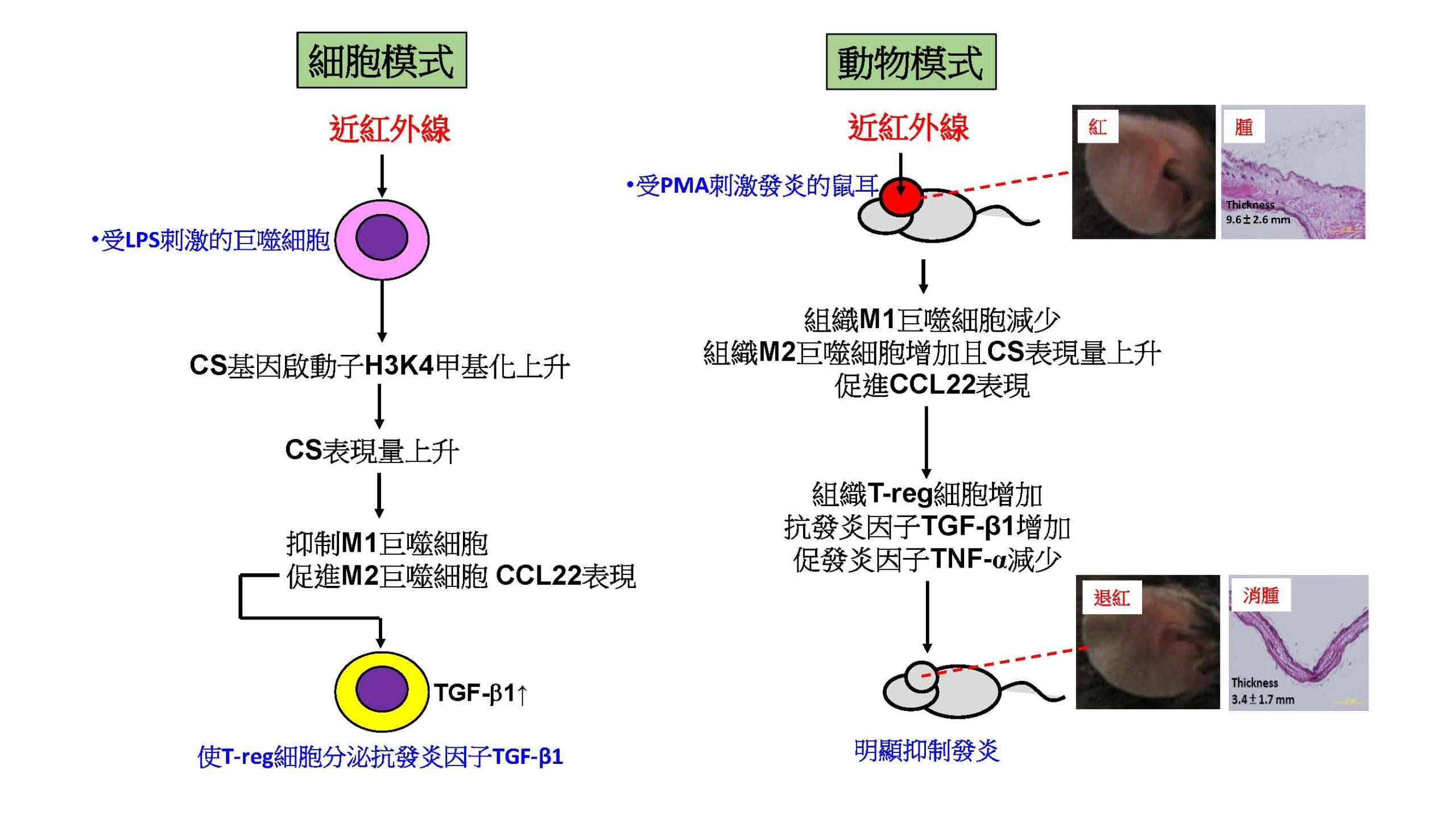 近紅外線照射可以抑制皮膚發炎